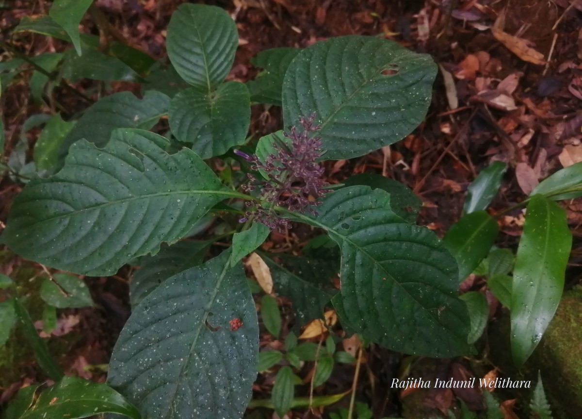 Gymnostachyum paniculatum T.Anderson